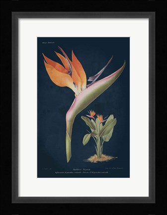 Framed Stelitzia Reginoe Dark Blue Print