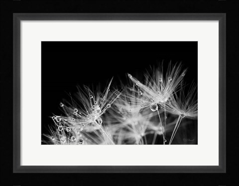Framed Dandelion Dewdrops II Print