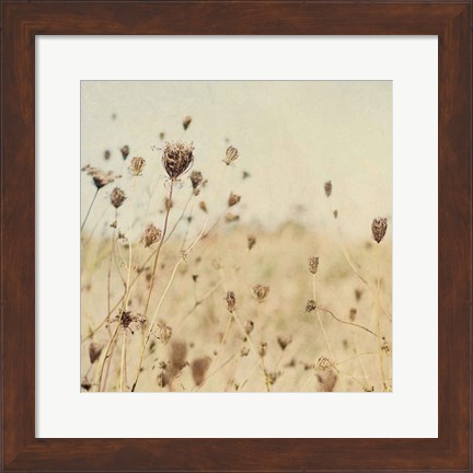 Framed Falling Queen Annes Lace II Crop Sepia Print