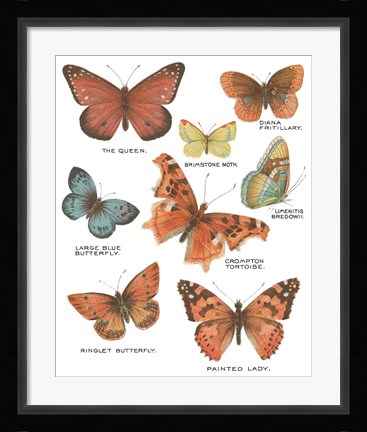 Framed Botanical Butterflies Postcard IV White Print