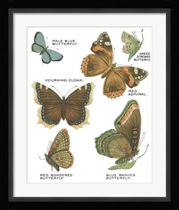 Framed Botanical Butterflies Postcard III White Print