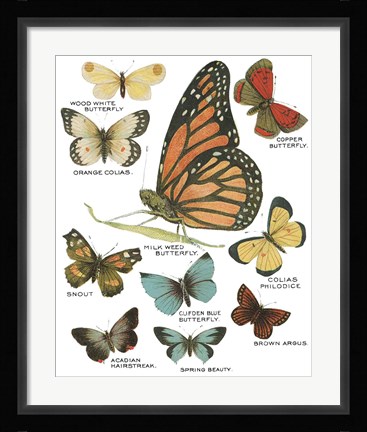 Framed Botanical Butterflies Postcard II White Print