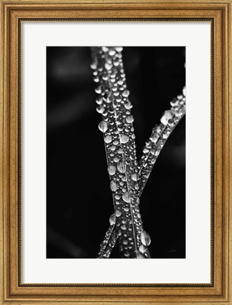 Framed Water Droplets Print