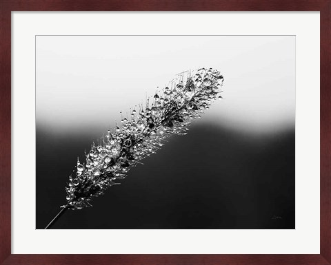 Framed Seeds and Water II Print