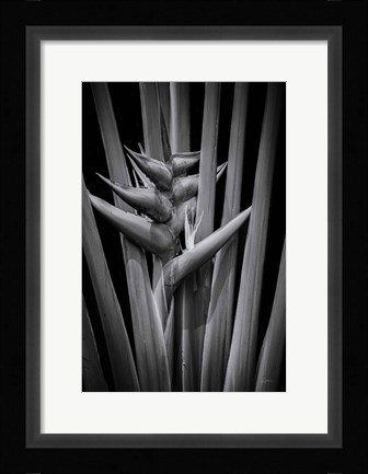 Framed Tropical I Print