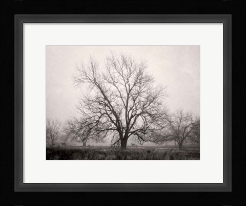 Framed Morning Calm I BW Print