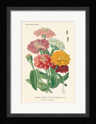 Framed Antique Botanical XLI Light Print