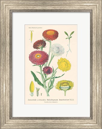 Framed Antique Botanical XL Light Print