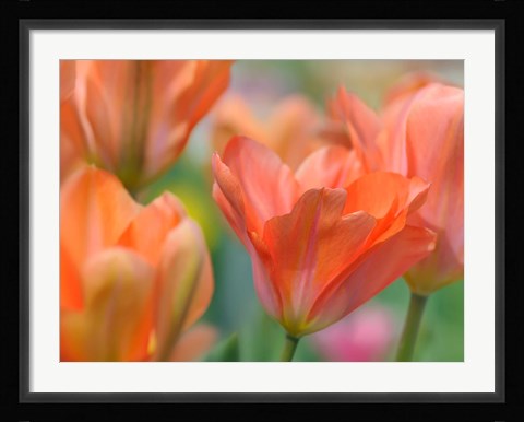 Framed Tulip Flower Orange Wings Print
