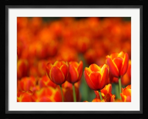 Framed Tulips Forever Print