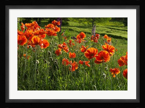 Framed Shampers Bluff Poppies Print