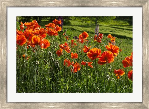 Framed Shampers Bluff Poppies Print