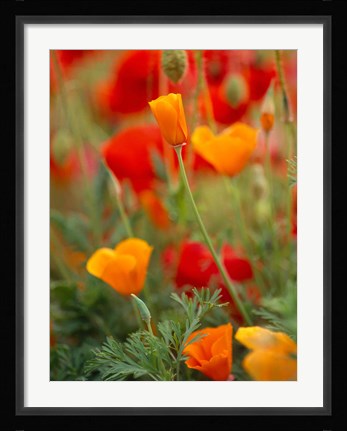Framed California Golden Poppies and Corn Poppies, Washington State Print