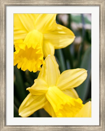 Framed Daffodil Bundle, New York City Print