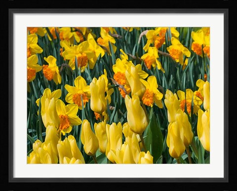Framed Yellow Tulips Print