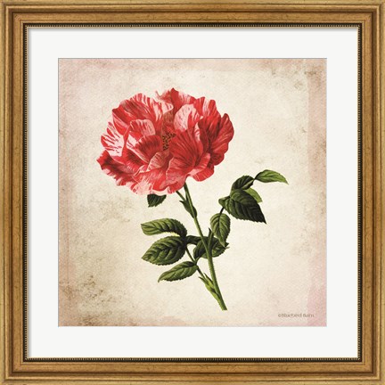 Framed Vintage Bicolor Red Rose Print