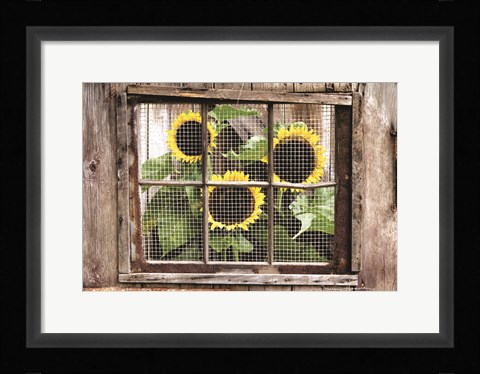 Framed Looking In Print