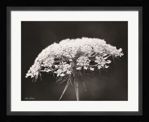 Framed Queen Anne's Lace Print