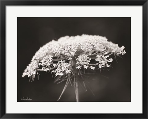 Framed Queen Anne's Lace Print