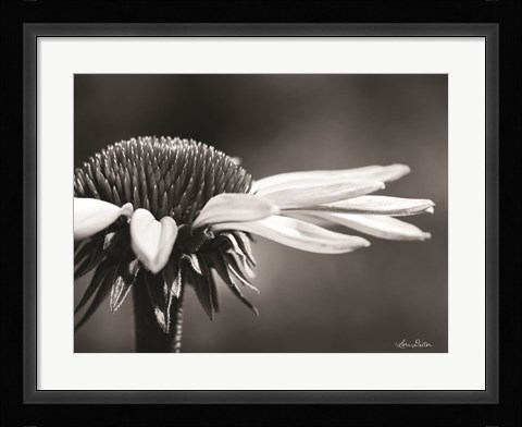 Framed Coneflower Print