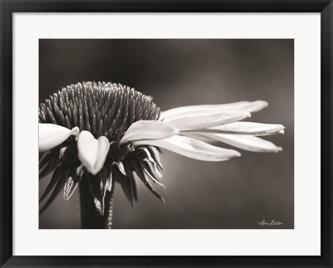 Framed Coneflower Print