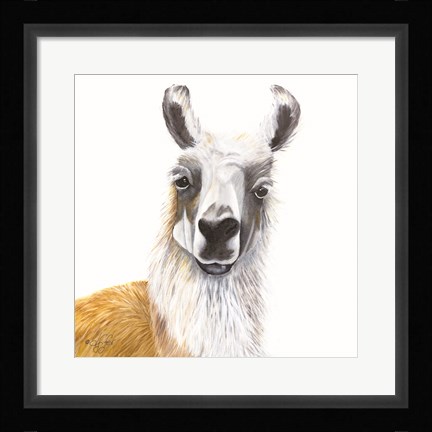 Framed Alpaca Print