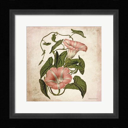 Framed Vintage Trumpet Vine Print