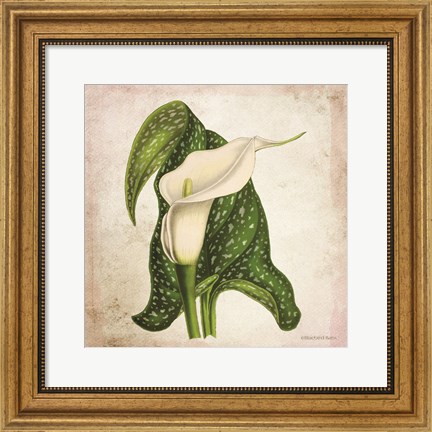 Framed Vintage Calla Lily Print