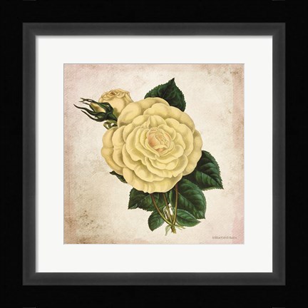 Framed Vintage Cream Rose Print