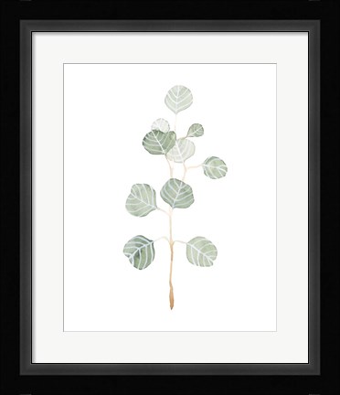Framed Soft Eucalyptus Branch II Print