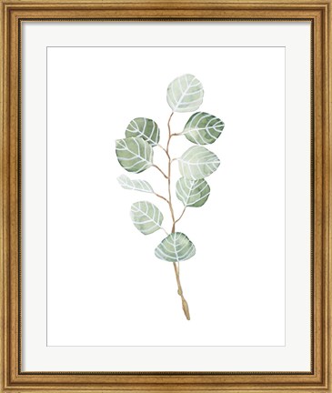 Framed Soft Eucalyptus Branch III Print