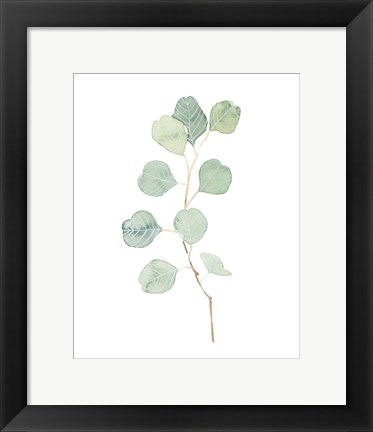 Framed Soft Eucalyptus Branch IV Print