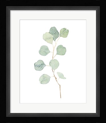Framed Soft Eucalyptus Branch IV Print