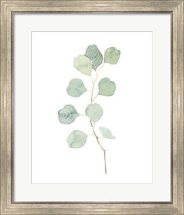 Framed Soft Eucalyptus Branch IV Print