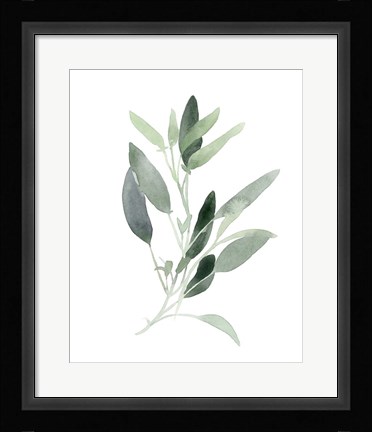 Framed Simple Sage III Print