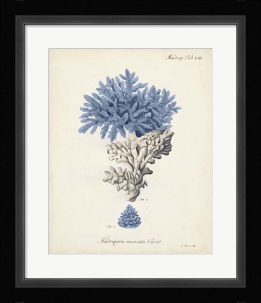 Framed Antique Coral in Navy III Print