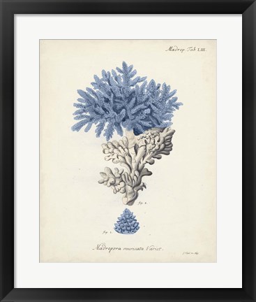 Framed Antique Coral in Navy III Print