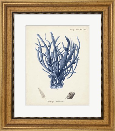 Framed Antique Coral in Navy V Print