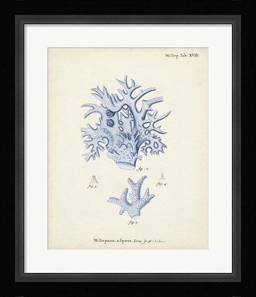 Framed Antique Coral in Navy VI Print