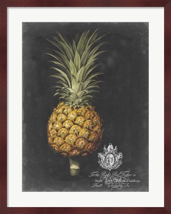 Framed Royal Brookshaw Pineapple II Print