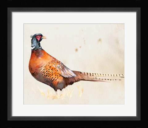 Framed Pheasantry II Print