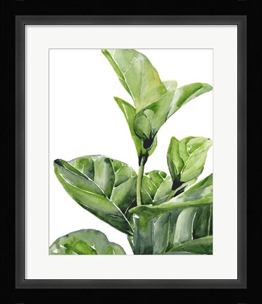 Framed Fiddle Fig I Print