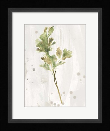 Framed Antique Earthtone Herbs I Print