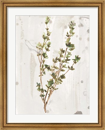 Framed Antique Earthtone Herbs II Print
