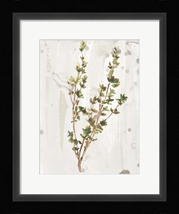 Framed Antique Earthtone Herbs II Print