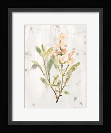 Framed Antique Earthtone Herbs IV Print