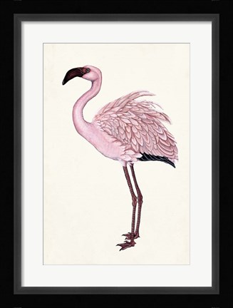 Framed Striking Flamingo II Print