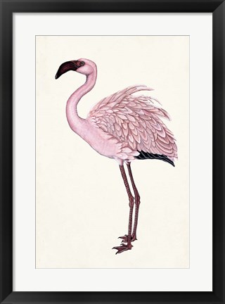 Framed Striking Flamingo II Print