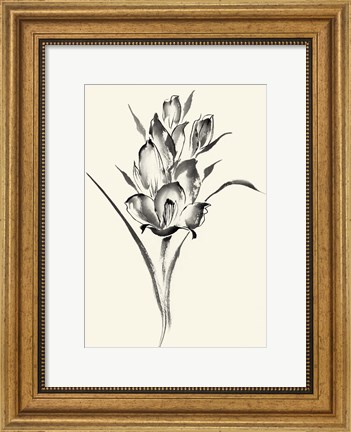 Framed Ink Wash Floral II - Gladiolus Print