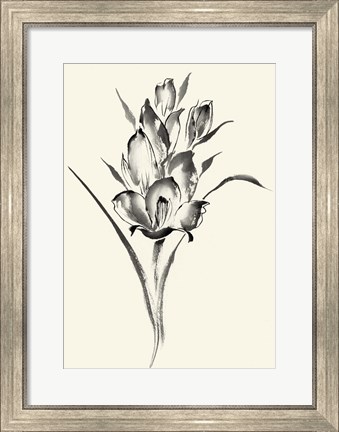 Framed Ink Wash Floral II - Gladiolus Print